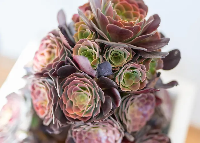 Saras Village Costa Adeje (Tenerife)