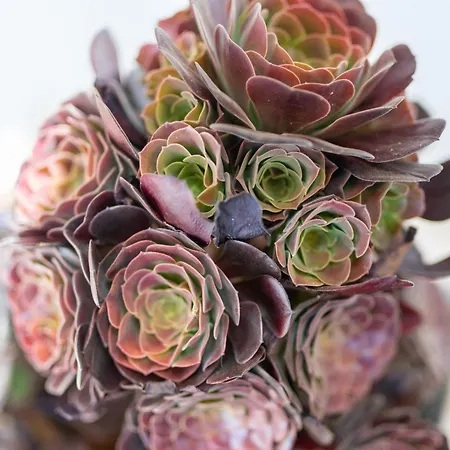 Saras Village Costa Adeje (Tenerife)